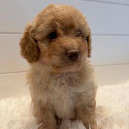 Yellow collar girl - Apricot female Goldendoodle puppy in San Augustine, Texas from Vintage Doodles