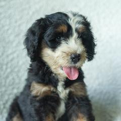 Boy 7 - male Australian Mountain Doodle puppy in Travelers Rest, South Carolina from Upstate Aussie Mountain Doodles