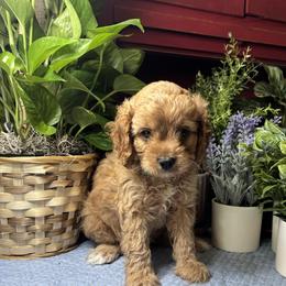 Clark - Red male Cavapoo puppy in Grove, Oklahoma from Rocky Oak Cavaliers & Biewer Terriers LLC