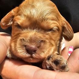 Belle - Golden female Cockapoo puppy in Indiahoma, Oklahoma from Phamily Doodles
