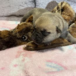 Coyote - Yellow male Black Mouth Cur puppy in Warsaw, Missouri from Heritage Cow Dogs