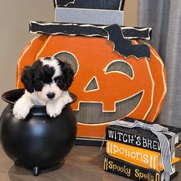 Green- Maple - female Cavapoochon puppy in Kountze, Texas from CaviCajun Kennels