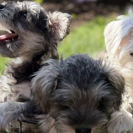 Miniature Schnauzers from Sweet and Spicy Miniature Schnauzers