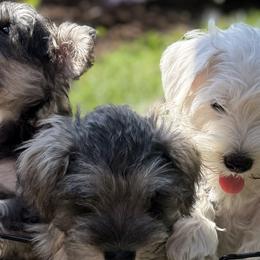Miniature Schnauzers from Sweet and Spicy Miniature Schnauzers
