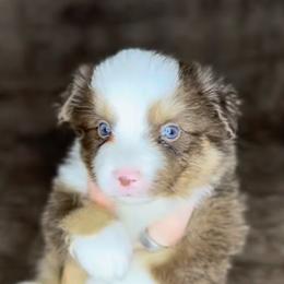 Siren - Red tri female Miniature Australian Shepherd puppy in Queen Creek, Arizona from Arizona Aussies