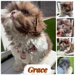 Grace - Lilac female Shih Tzu puppy in Coolidge, Arizona from Shih Tzu’s  ‘N’ Love