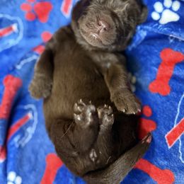 Rogue - Brown female Newfoundland puppy in Silver Creek, New York from Boo N’ Bubs Newfoundlands