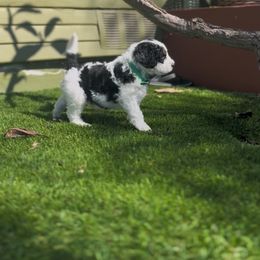 Bernedoodle Puppies from SoCal Bernedoodles