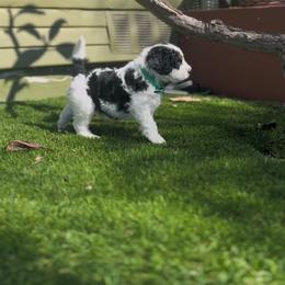 Bernedoodle Puppies from SoCal Bernedoodles