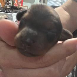 Choco - Chocolate female Dachshund puppy in San Antonio, Texas from Little Paws Doxies