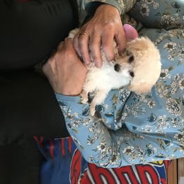 Poodle Puppies from My Little Poodle