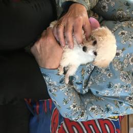 Poodle Puppies from My Little Poodle