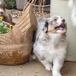 Australian Shepherd and Miniature Australian Shepherd Puppies from Hunt Farms Mini Aussies