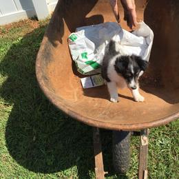 Shetland Sheepdog Puppies from Agee's World of Shelties