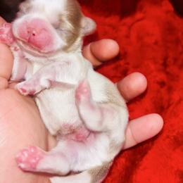 Theodore - Lilac male Shih Tzu puppy in Chicago, Illinois from Casa de Santiago