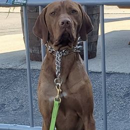 Vizslas from Dandys Bean Bags