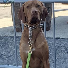 Vizslas from Dandys Bean Bags