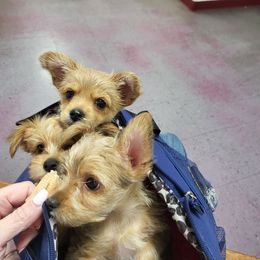 Yorkshire Terrier Puppies from Ronda's Yorkshire Terriers
