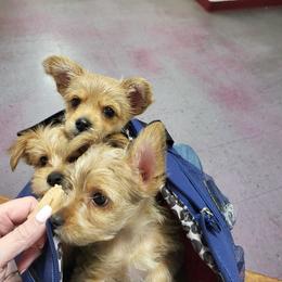 Yorkshire Terrier Puppies from Ronda's Yorkshire Terriers