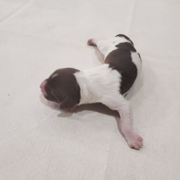 Boy 4 - Liver and white English Springer Spaniel puppy in Fruitland, Idaho from Ridgeline Springer Spaniels