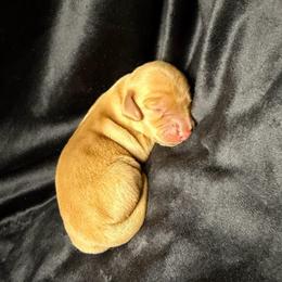 Copper - Red male Dachshund puppy in Washburn, Tennessee from Broken Arrow Miniature Dachshunds