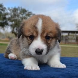 Maple - Red female Pembroke Welsh Corgi puppy in Edna, Texas from MG Corgis