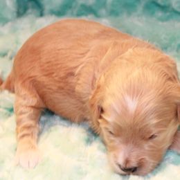 Jack Jack - Red  Goldendoodle puppy in Shelby Township, Michigan from Shelby Doodles MI LLC