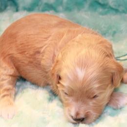 Jack Jack - Red  Goldendoodle puppy in Shelby Township, Michigan from Shelby Doodles MI LLC