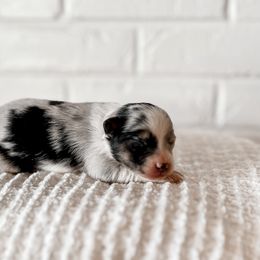 Miniature Australian Shepherd, Pembroke Welsh Corgi, and Toy Australian Shepherd Puppies from Spring Creek Aussies + Corgis