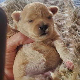 Sassy - Champagne female Maltipoo puppy in Arkansas from Harper's Pups