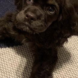 Cocker Spaniels from LV Cocker Spaniels
