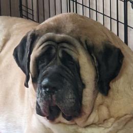 Bulldogs and Mastiffs from Rosehill Mastiffs & Bulldogs