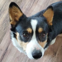 American Corgis from Ruby Mountain Corgis