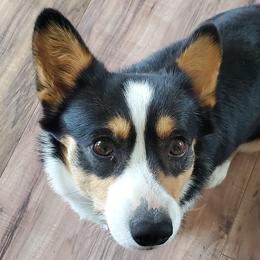 American Corgis from Ruby Mountain Corgis