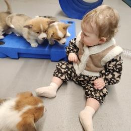 Bulldog and Pembroke Welsh Corgi Puppies from Salted Rim Corgis