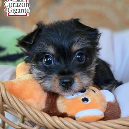 Lucky - Black and tan male Yorkshire Terrier puppy in California from Corazon de gigante