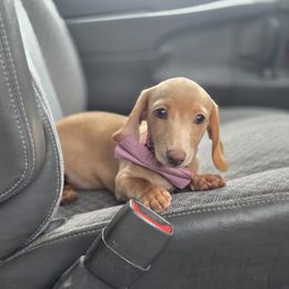 AKC Meet Pumpkin :) - Cream male Dachshund puppy in Centerville, Iowa from Barnyard Dachshunds, Dals & Doodles