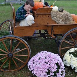Poodle Puppies from D and D Standard Poodles