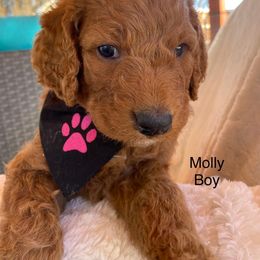 Goldendoodle Puppies from Doodletimetx