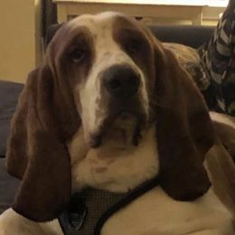 Benelli - Basset Hound