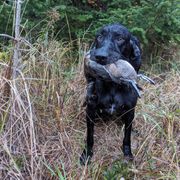 Phin - Pudelpointer