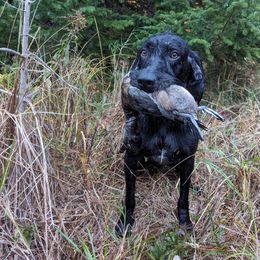Phin - Pudelpointer