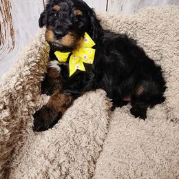 Bernedoodle Puppies from Adorable Dixie Doodles