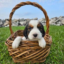 Rose - Black white and tan female English Springer Spaniel puppy in Columbia, North Carolina from Columbia Spaniels
