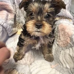 "Boy little white " Yorkshire Terrier Puppies from Becky Harriman's Yorkshire Terriers