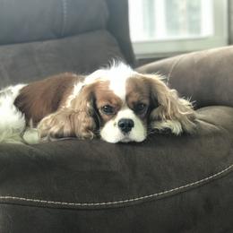 Sadie - Cavalier King Charles Spaniel