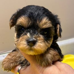 Iggy - Black and gold male Morkie puppy in Independence, Kentucky from 4paws4ever by Design