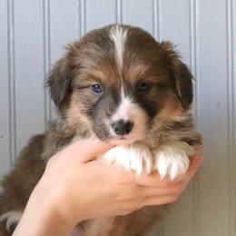 Falcon (Beemo) - Sable male Pembroke Welsh Corgi puppy in Fayetteville, Arkansas from Intergalactic Corgis