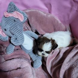 Thumbleleena - Brindle and white female Shih Tzu puppy in Cartersville, Georgia from 100 Acre Woods Shih Tzu Plantation