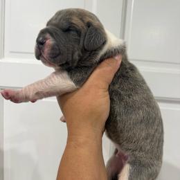 Roman Candle - Blue brindle male Great Dane puppy in Florida from Beachside Kennels